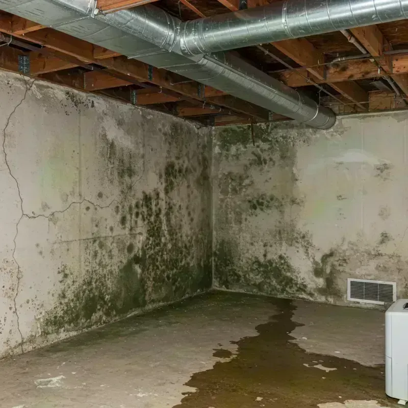 Professional Mold Removal in Conrad, MT